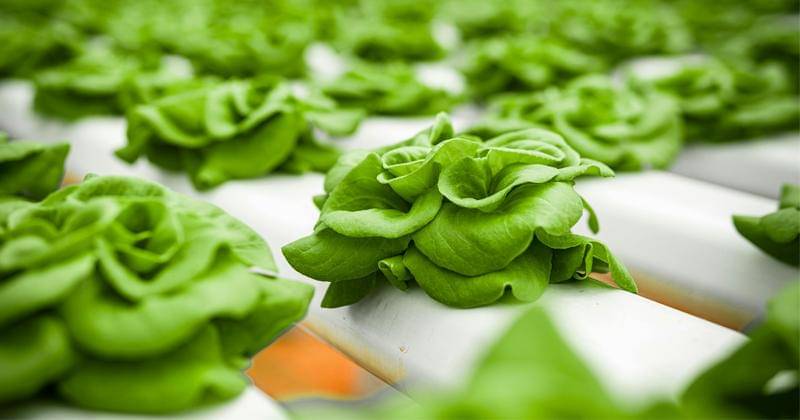 Pexels/Jonathan Vincent